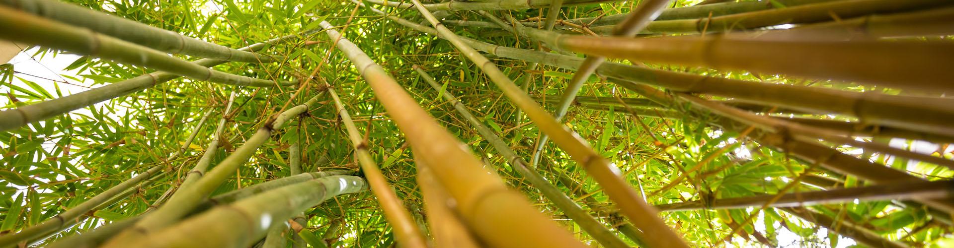 佛罗里达科技植物园的竹子